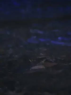 Kanlı ayın gölgesi